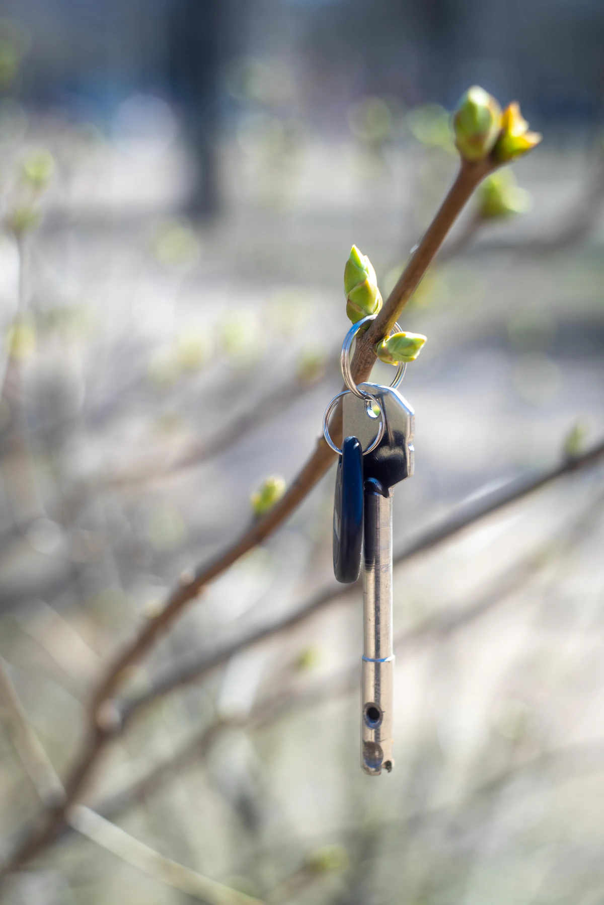 A house key hanging from a budding tree branch